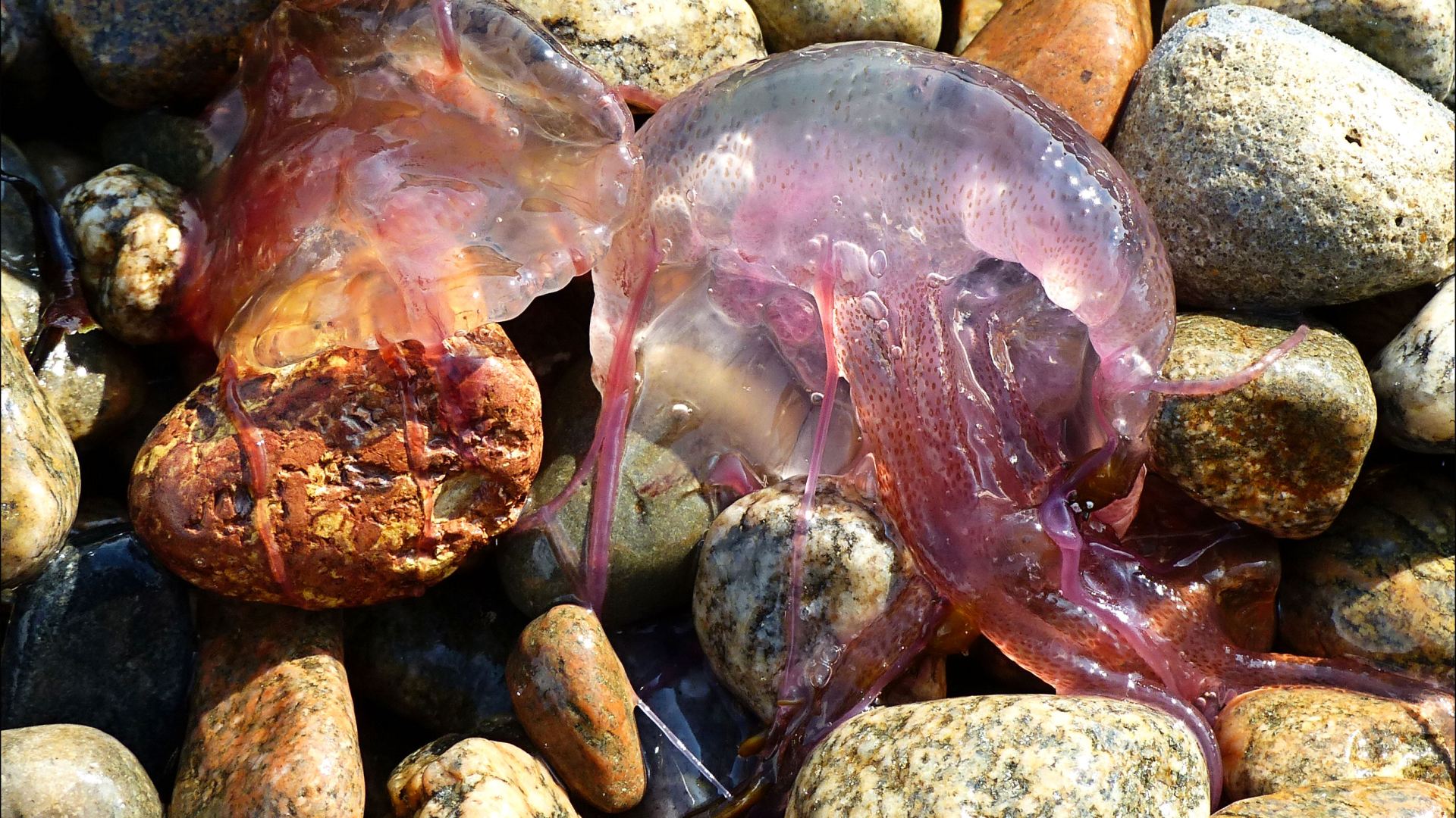 Mauve Stinger jellyfish on the beach