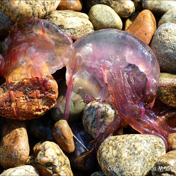 Mauve Stinger jellyfish on the beach