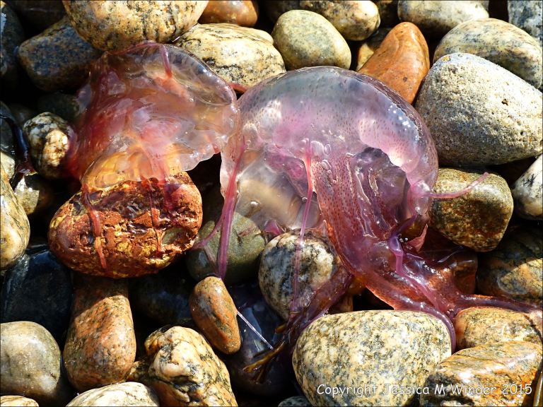 Mauve Stinger jellyfish on the beach