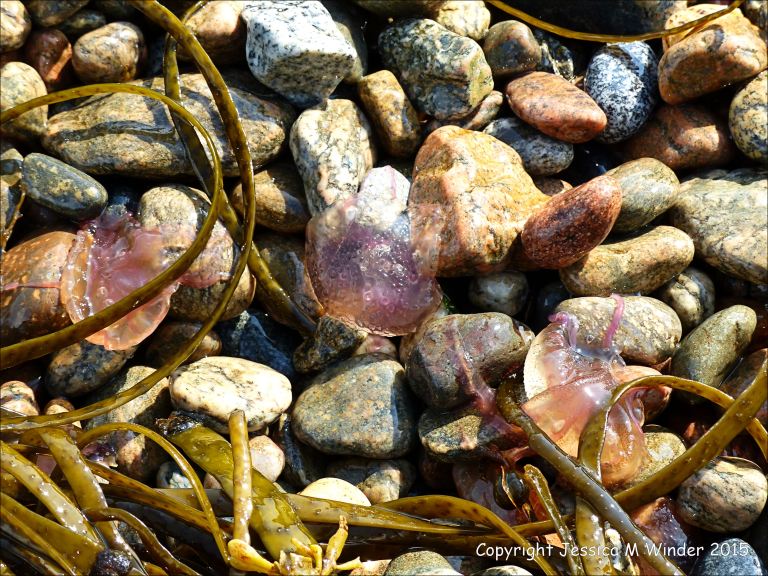 Mauve Stinger jellyfish on the beach