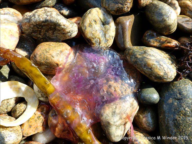 Mauve Stinger jellyfish on the beach
