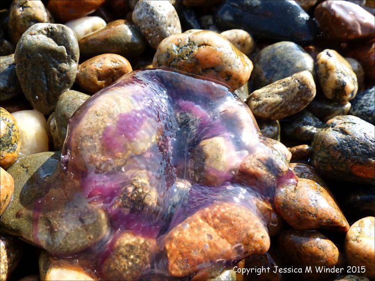 Mauve Stinger jellyfish on the beach