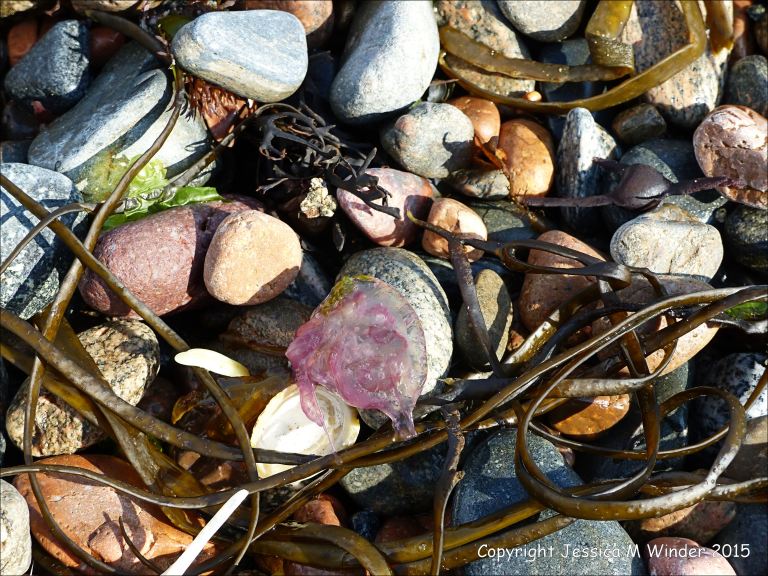 Mauve Stinger jellyfish on the beach