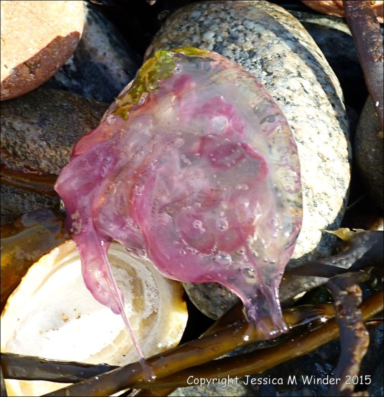 Mauve Stinger jellyfish on the beach
