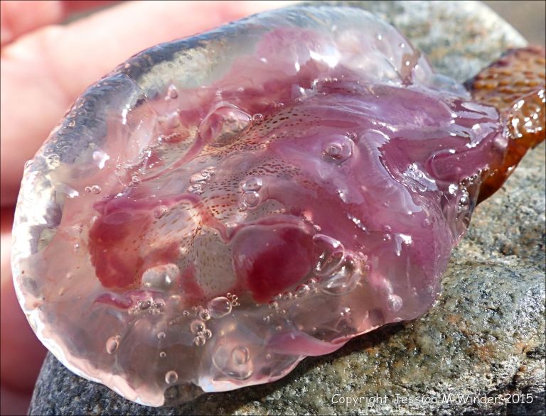 Mauve Stinger jellyfish on the beach