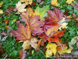 Colourful autumn leaves