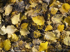 Autumn leaves in Pontypool Park, South Wales