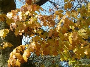 Autumn leaves in Pontypool Park, South Wales