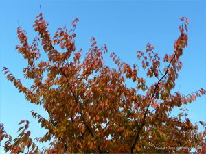 Autumn leaves in Pontypool Park, South Wales