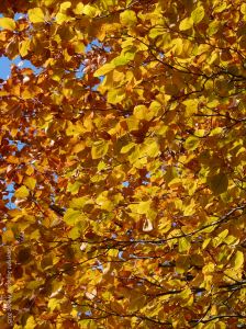 Autumn leaves in Pontypool Park, South Wales