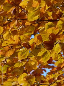 Autumn leaves in Pontypool Park, South Wales
