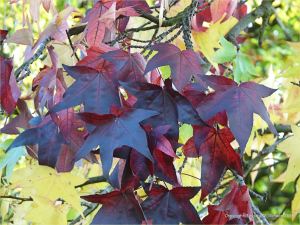 Autumn leaves in Pontypool Park, South Wales