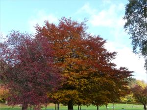 Autumn leaves in Pontypool Park, South Wales