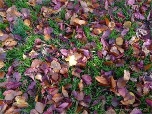Autumn leaves in Pontypool Park, South Wales