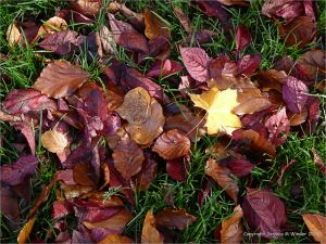 Autumn leaves in Pontypool Park, South Wales