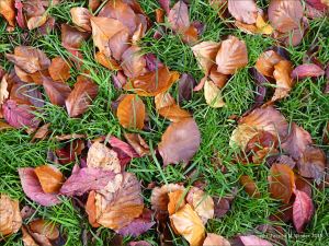 Autumn leaves in Pontypool Park, South Wales