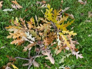 Autumn leaves in Pontypool Park, South Wales