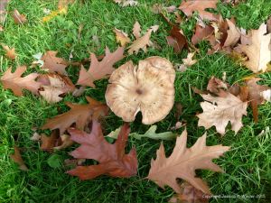 Autumn leaves and fungi in Pontypool Park
