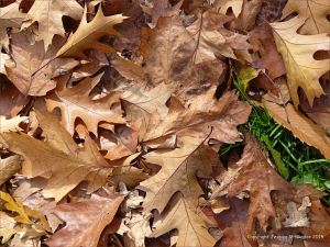 Autumn leaves in Pontypool Park, South Wales