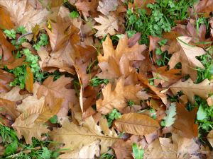 Autumn leaves in Pontypool Park, South Wales