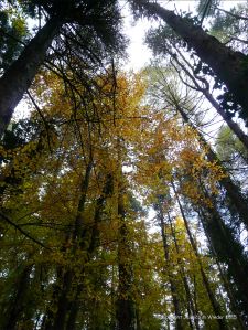 Autumn leaves in Pontypool Park, South Wales