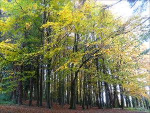 Autumn leaves in Pontypool Park, South Wales