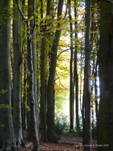 Autumn leaves in Pontypool Park, South Wales