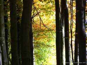 Autumn leaves in Pontypool Park, South Wales