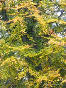 Autumn leaves in Pontypool Park, South Wales