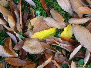 Autumn leaves in Pontypool Park, South Wales