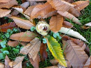 Autumn leaves in Pontypool Park, South Wales