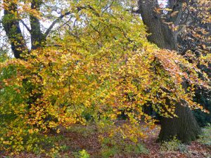 Autumn leaves in Pontypool Park, South Wales