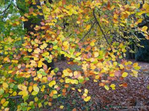 Autumn leaves in Pontypool Park, South Wales