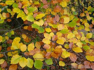 Autumn leaves in Pontypool Park, South Wales