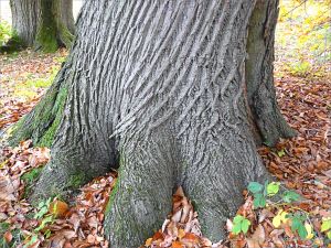Sweet Chestnut tree bark in Pontypool Park
