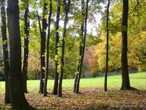 Autumn leaves in Pontypool Park, South Wales