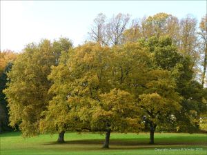 Autumn leaves in Pontypool Park, South Wales