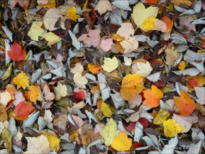 Autumn leaves in Pontypool Park, South Wales