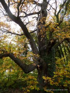 Autumn leaves in Pontypool Park, South Wales
