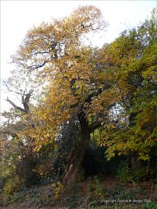 Autumn leaves in Pontypool Park, South Wales