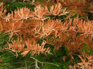 Autumn leaves in Pontypool Park, South Wales