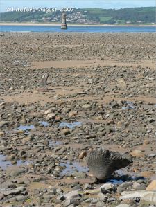 View looking towards the lighthouse at Whiteford on the Gower Peninsula showing rock strewn beach with patches of sand