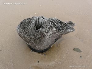 Odd shaped piece of ancient wood protruding from a sand covered beach at Whiteford on the Gower Peninsula