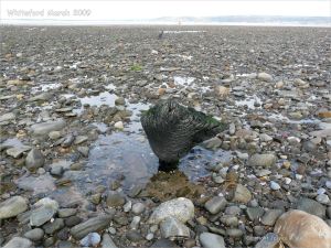 View looking towards the lighthouse at Whiteford on the Gower Peninsula showing rock strewn beach