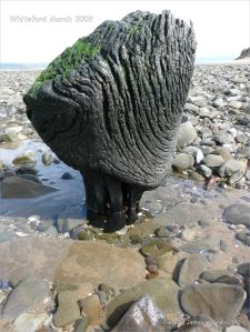 Odd shaped piece of ancient wood protruding from a stone covered beach at Whiteford on the Gower Peninsula