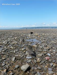 View looking towards the lighthouse at Whiteford on the Gower Peninsula showing rock strewn beach