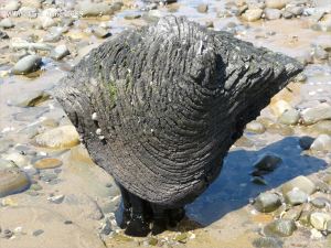 Odd shaped piece of ancient wood protruding from a sand and stone covered beach at Whiteford on the Gower Peninsula