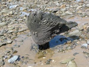 Odd shaped piece of ancient wood protruding from a sand and stone covered beach at Whiteford on the Gower Peninsula