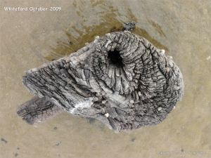 Odd shaped piece of ancient wood protruding from a sand covered beach at Whiteford on the Gower Peninsula