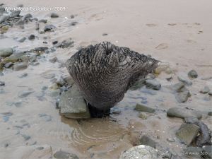 Odd shaped piece of ancient wood protruding from a partially sand covered beach at Whiteford on the Gower Peninsula